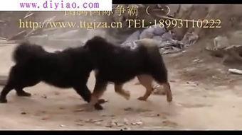 老虎跟藏獒打架视频,震撼对决背后的动物世界