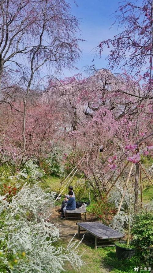 日本落花网,探寻樱花盛放下的诗意时光