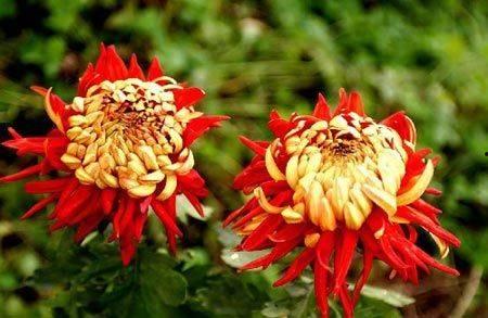 无码菊花种子,探寻植物界的神奇奥秘