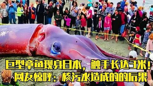 日本触手真的吗,真实存在还是网络炒作？