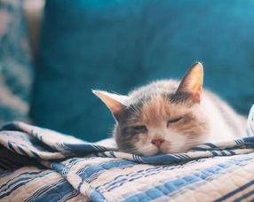 娱乐吃瓜小猫咪视频下载,揭秘热门娱乐视频幕后下载攻略