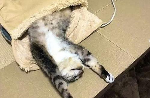 猫猫永不为奴娱乐吃瓜酱